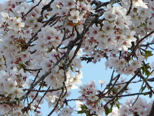 散り始めました！