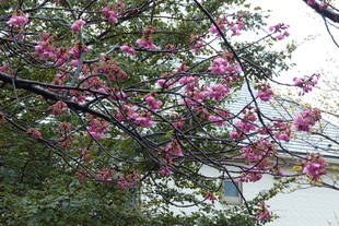 園内のサクラ各種、咲き始めています！