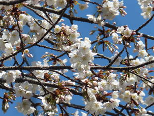 ヤマザクラがきれいです！