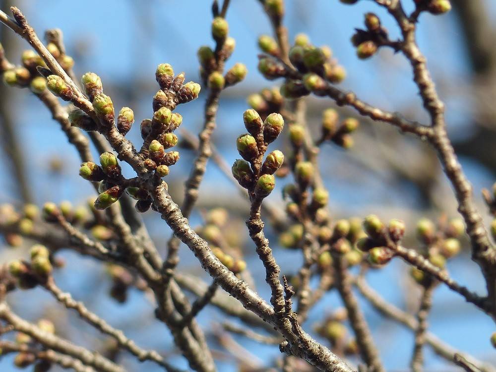 ヤマザクラが開花の写真