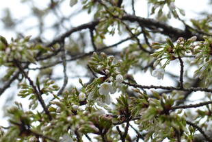 オオシマザクラも咲き始めました！