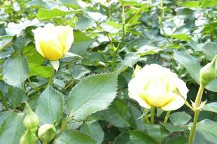 バラ園開花状況　4月30日現在