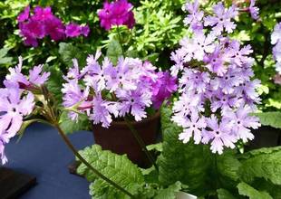 さくらそう展開催中