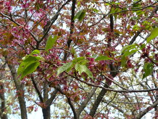 葉桜になってきました