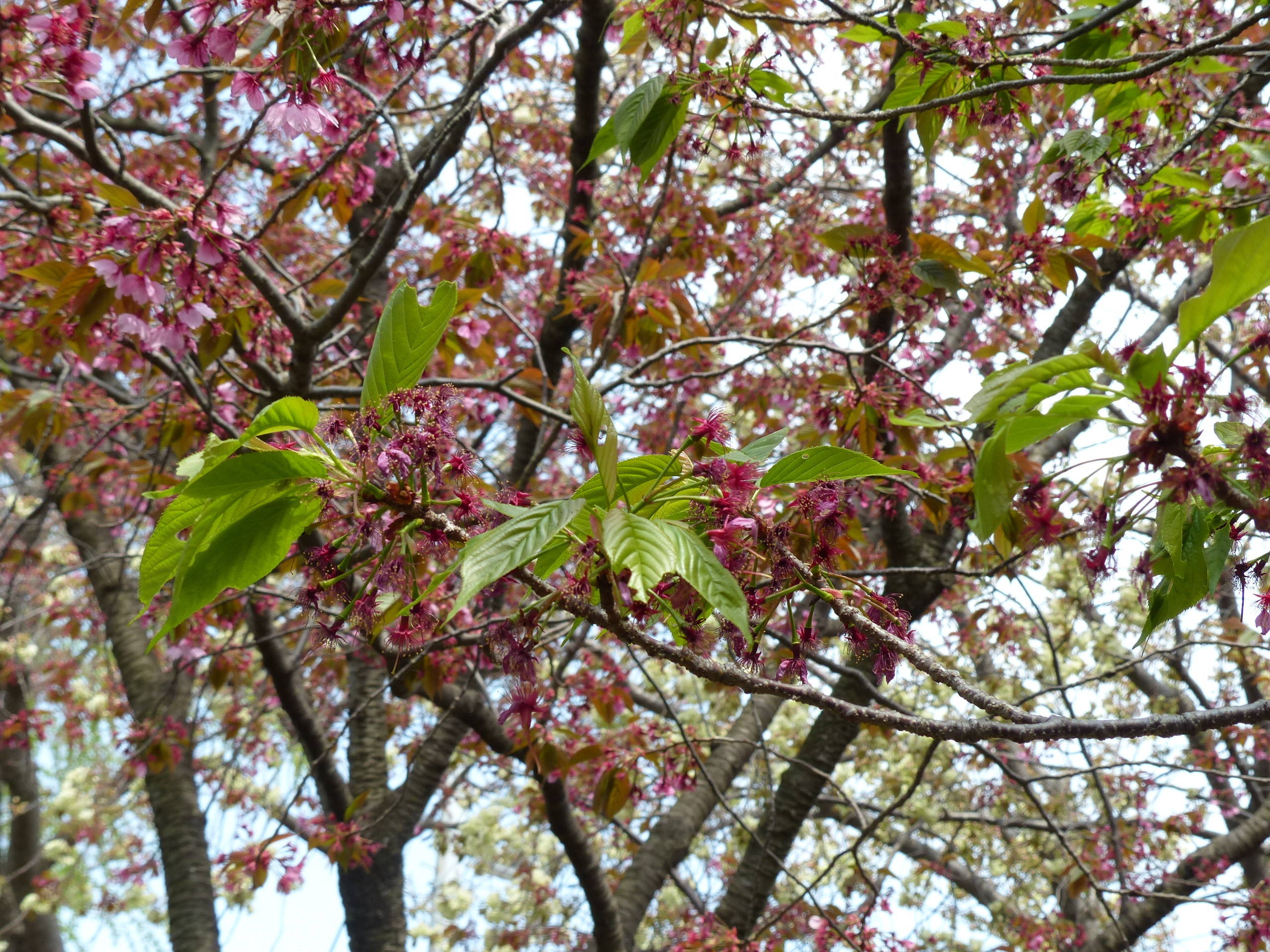 葉桜になってきましたの写真