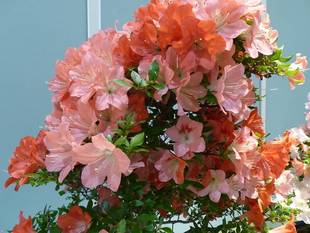 さつき盆栽展、山野草展、ヤマアジサイ展開催中