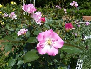 バラが見ごろを迎えています