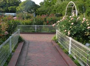 バラの開花状況　５月16日現在（バラ解説を実施）
