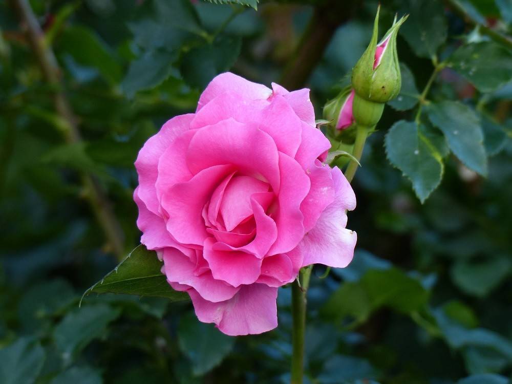 バラの開花状況　5月４日現在の写真