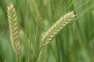 みえないところも植物園らしく