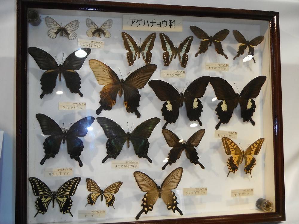 夏休みはやっぱり昆虫! の写真