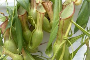 虫を食べる植物!?