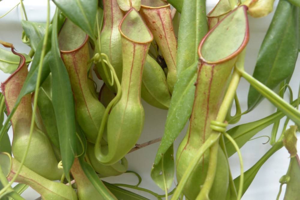 虫を食べる植物!?の写真
