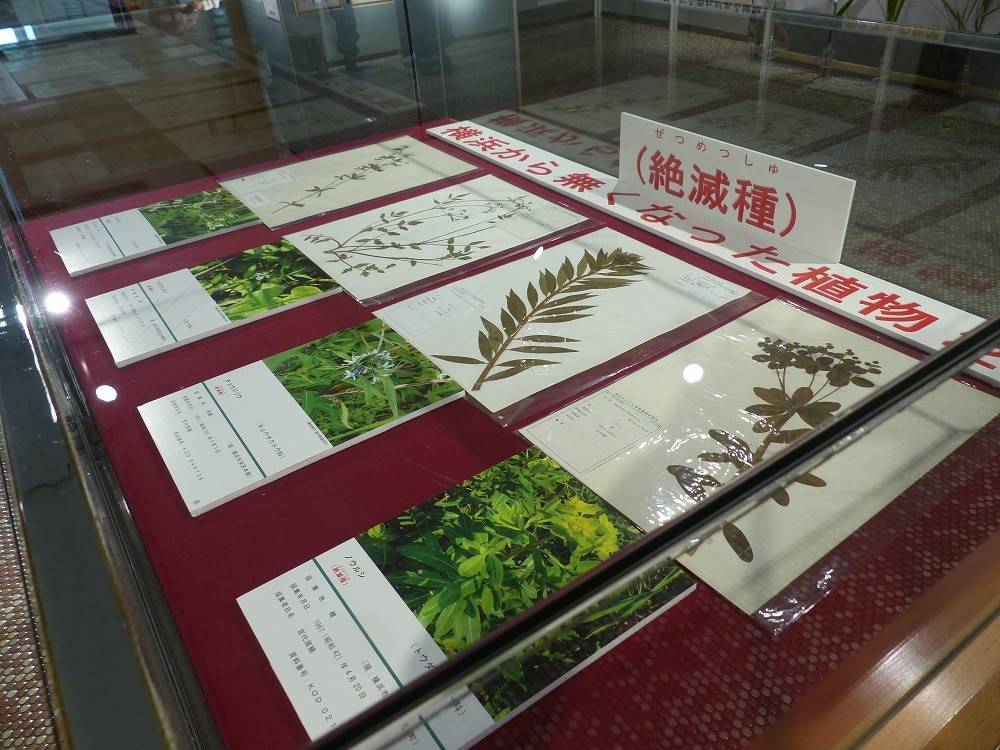 横浜から消えた植物!?の写真