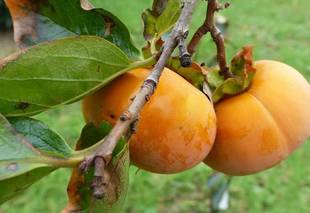 柿展開催中です