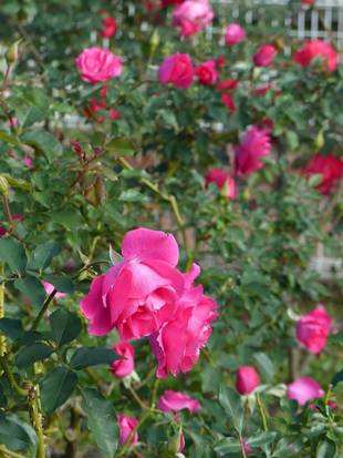 まだまだ咲いています。