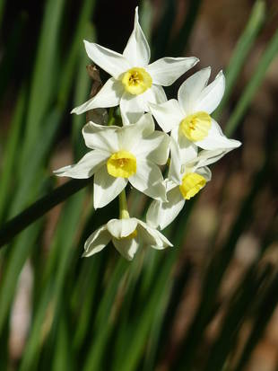 スイセンにもいろいろあります