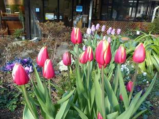 冬のチューリップ