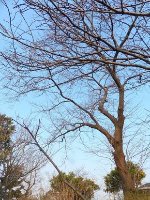 桜の開花情報をスタートします