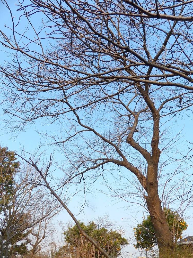 桜の開花情報をスタートしますの写真