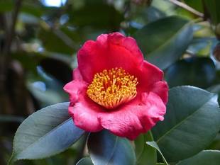 もうツバキが...