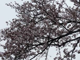 桜開花情報【3月30日】