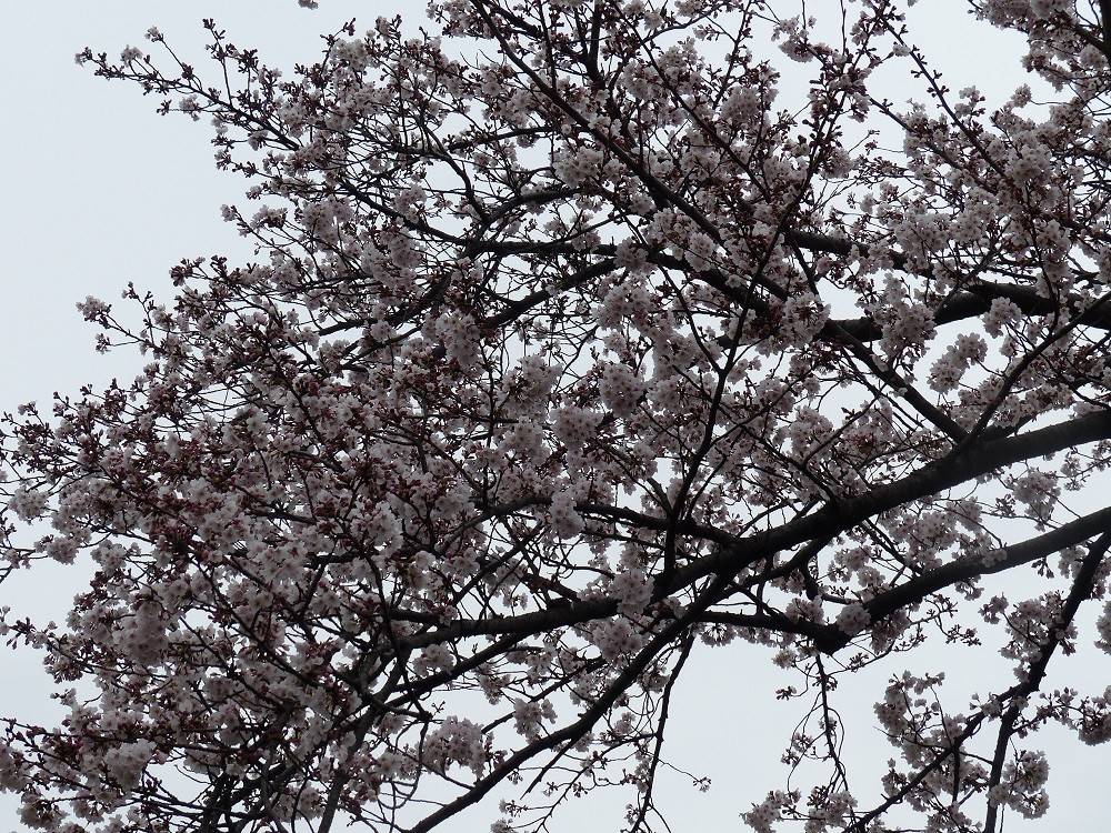 桜開花情報【3月30日】の写真