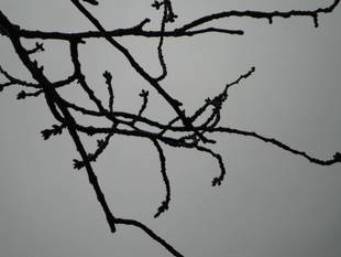 こども植物園桜開花情報【3月7日】