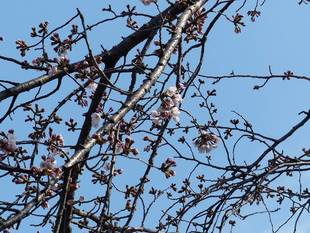 こども植物園桜開花情報【3月25日】