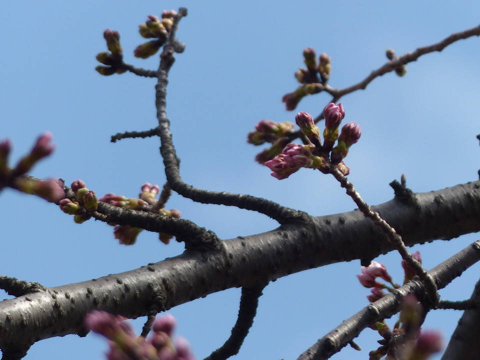 こども植物園桜開花情報【3月22日】の写真