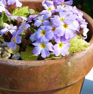 春を告げるプリムラ