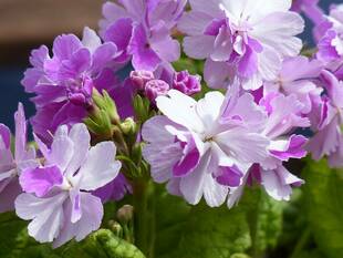 さくらそう展が始まりました