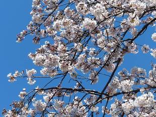 桜開花情報【4月7日】