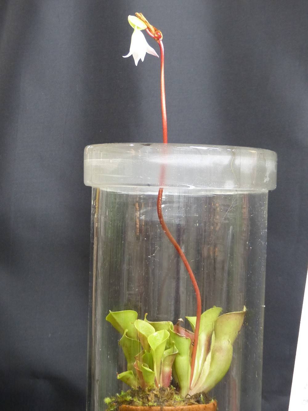 食虫植物ヘリアンフォラが咲きました!の写真