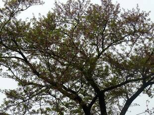 桜開花情報【4月17日】