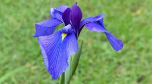 花菖蒲が咲き出しました。