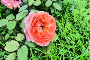 バラ園の２番花が咲き始めました！