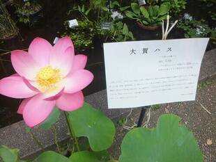 大賀ハスが咲きました！