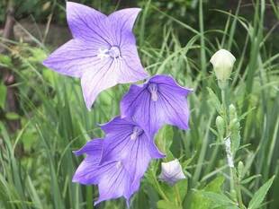 「ききょう」が咲いてます