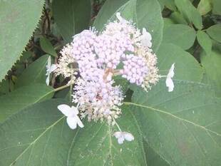 タマアジサイが咲いています