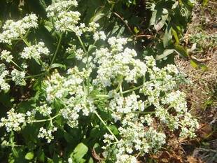 女郎花と男郎花