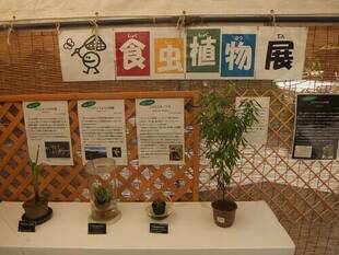 食虫植物展開催中