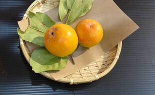 柿展が始まりました。