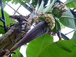 バナナの花が咲いています。