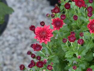 菊の展示が始まりました。