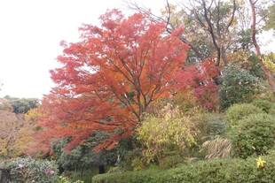 おそいよう、紅葉。