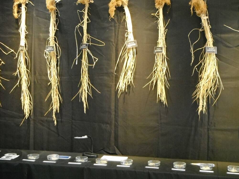 おこめの話。の写真