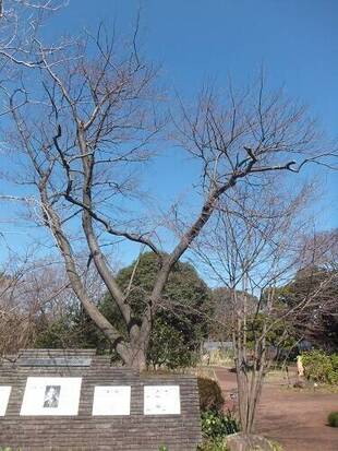桜の開花情報をスタートします