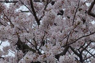 3月28日開花状況
