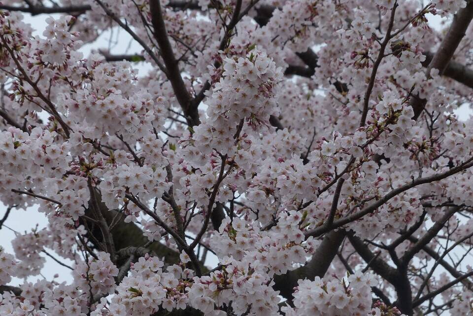 3月28日開花状況の写真